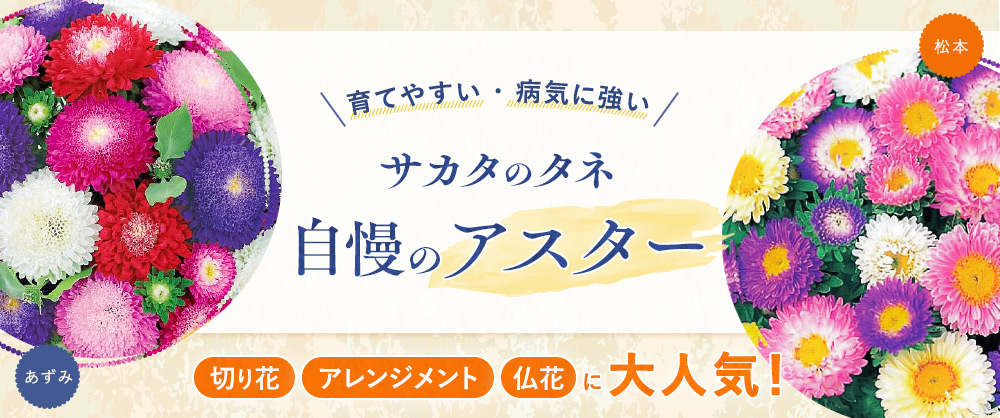 お盆やお彼岸の仏花として大人気！ロングセラーのアスター「あずみ」「松本」