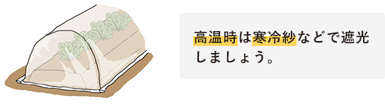 高温時は寒冷紗などで遮光しましょう。