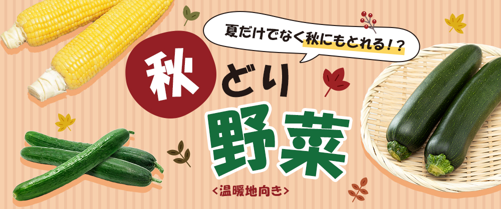 夏だけでなく秋にもとれる!?秋どり野菜＜温暖地向き＞
