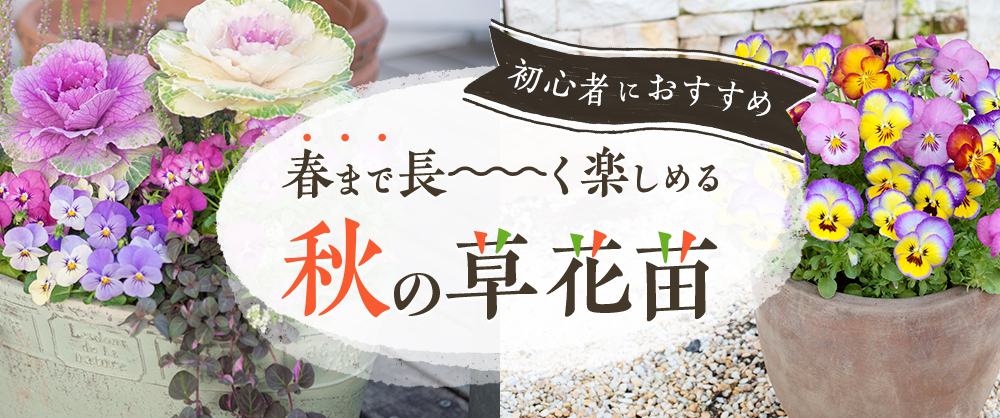 初心者におすすめ 春まで長ーく楽しめる！秋の草花苗
