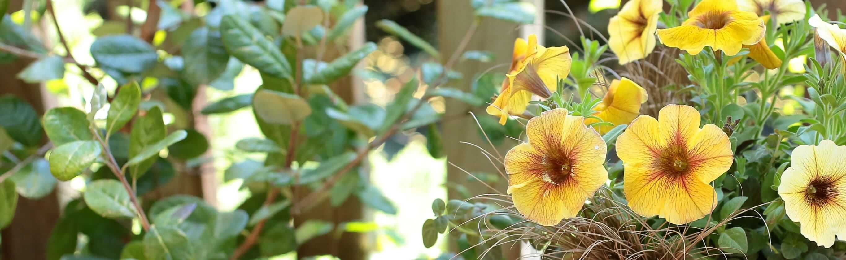 育て方・寄せ植え