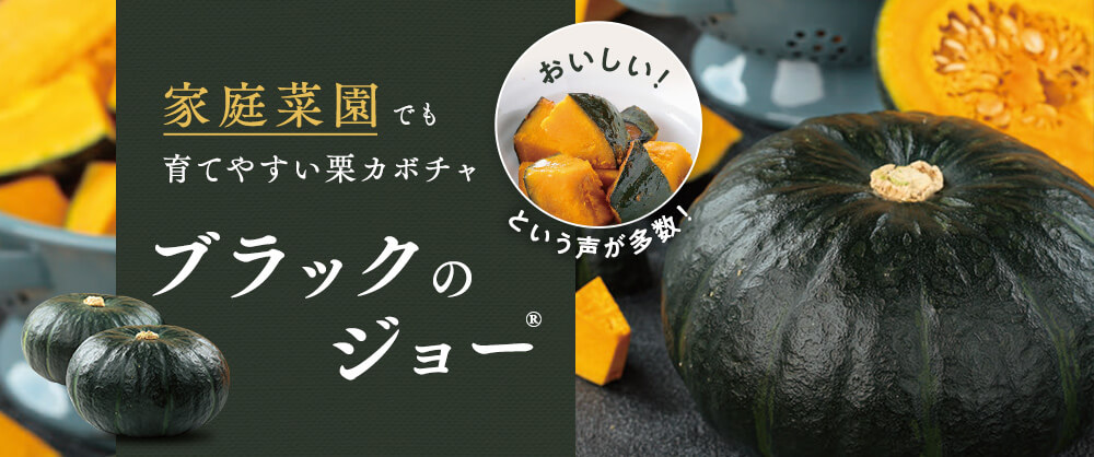 家庭菜園でも育てやすい栗カボチャ「ブラックのジョー(R)」