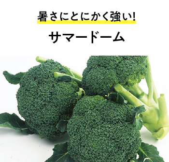 暑さにとにかく強い！ サマードーム