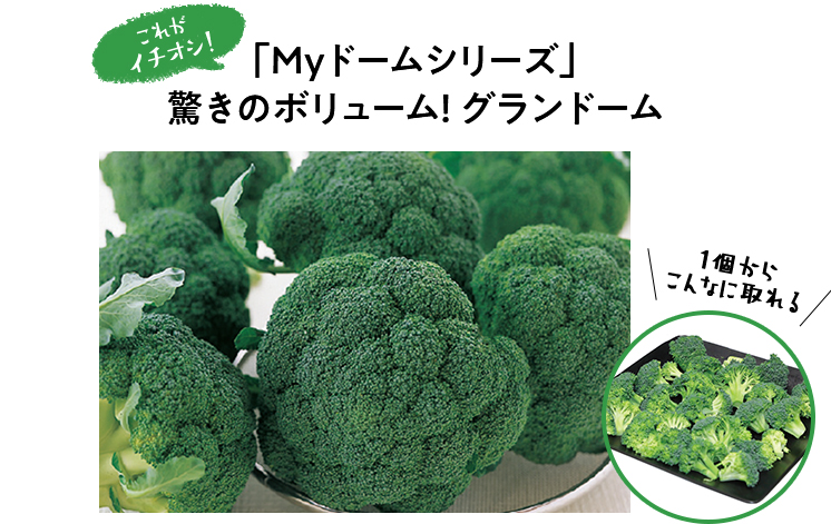 食べごたえバツグンで目を引く圧倒的な大きさ！ 家庭菜園、直売所で人気！ 