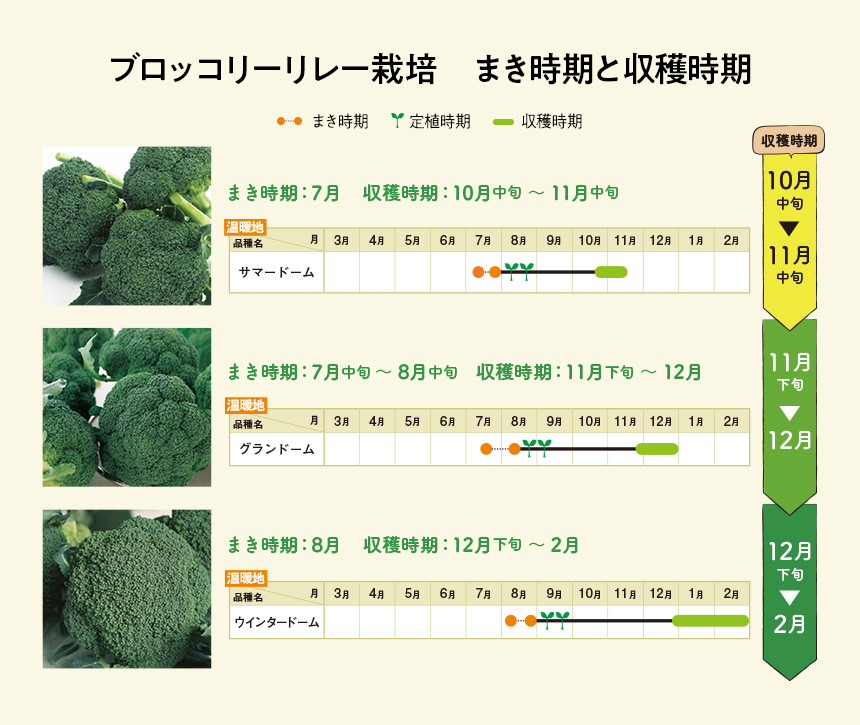 ブロッコリーリレー栽培　まき時期と収穫時期
