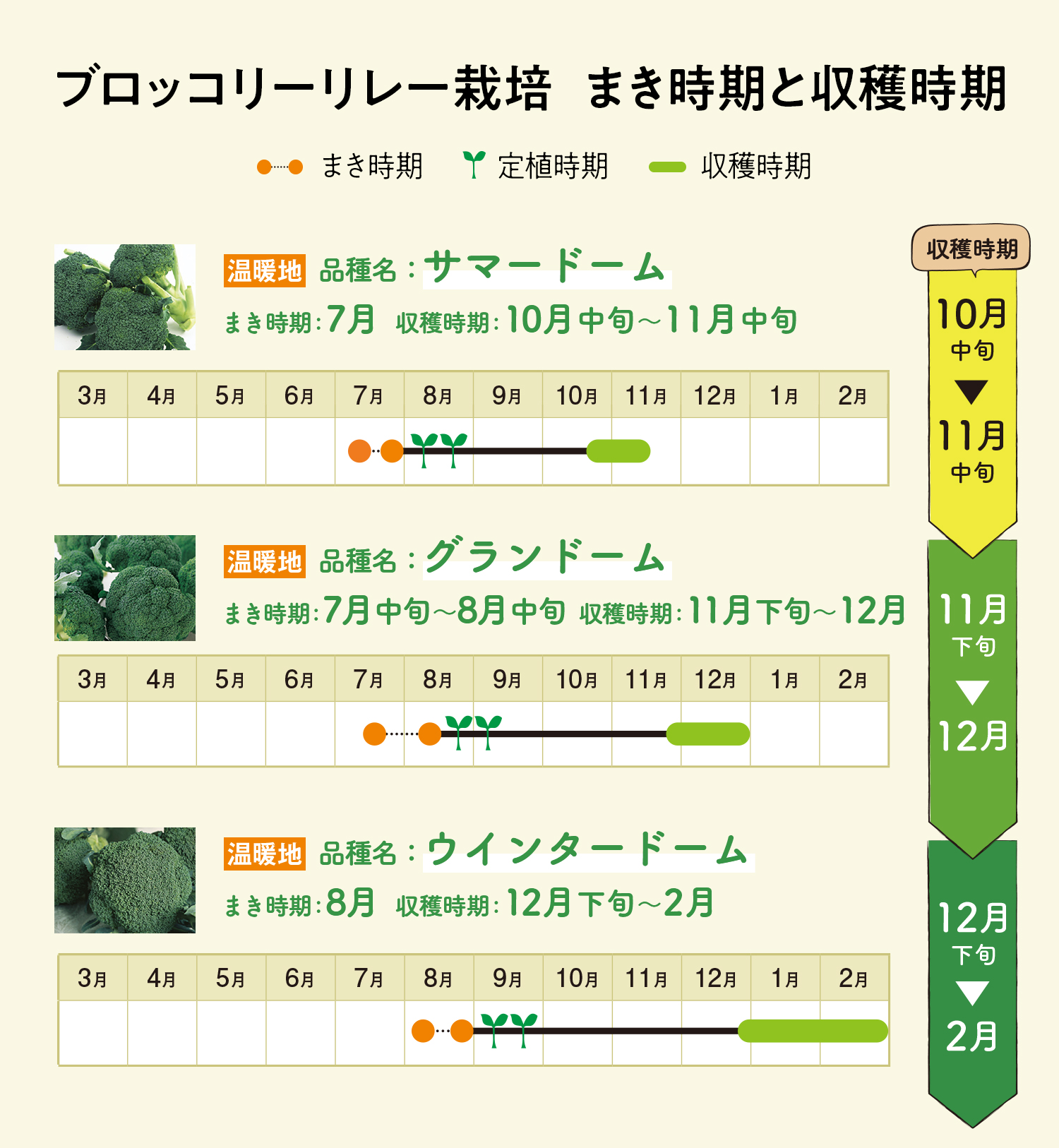 ブロッコリーリレー栽培　まき時期と収穫時期
