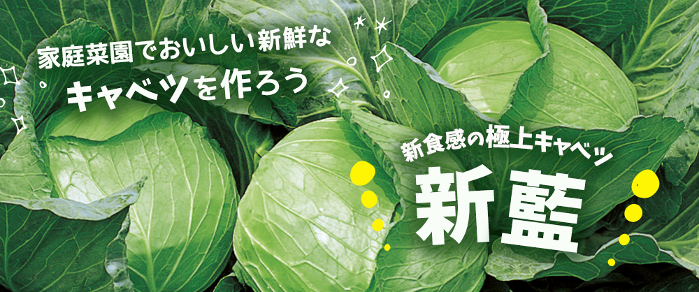 家庭菜園でおいしい新鮮なキャベツを作ろう 新食感の極上キャベツ 新藍