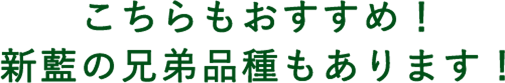 こちらもおすすめ!新藍の兄弟品種もあります!