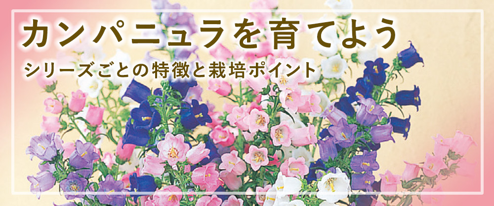 カンパニュラを育てよう 2つのタイプと育て方・栽培ポイントを解説 !