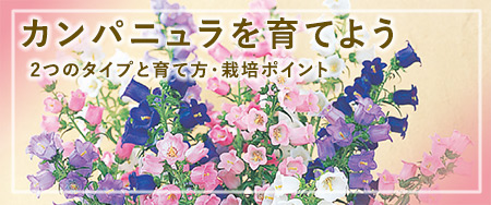 カンパニュラを育てよう　2つのタイプと育て方・栽培ポイント