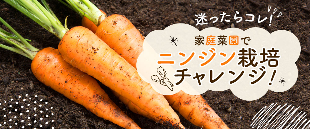 家庭菜園でニンジン栽培にチャレンジ！品種の選び方と育て方のコツ