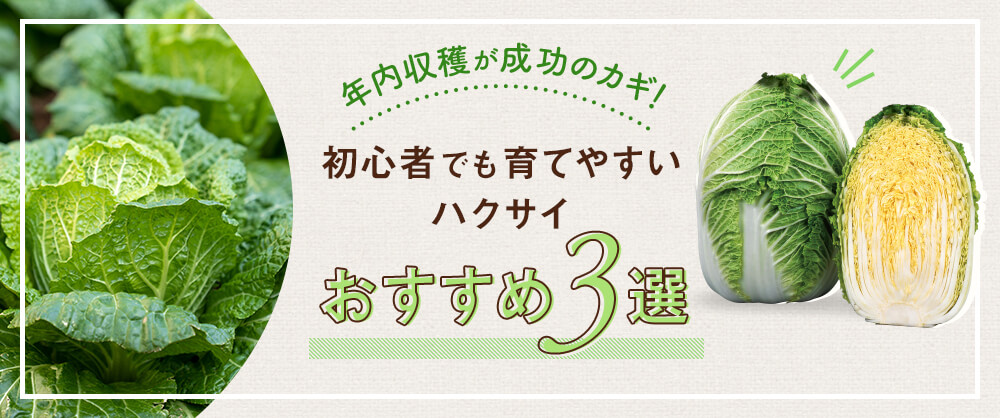 年内収穫が成功のカギ！初心者でも育てやすいハクサイ おすすめ3選