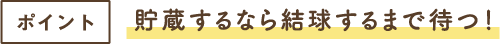 ポイント 貯蔵するなら結球するまで待つ！
