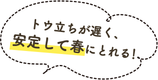 トウ立ちが遅く、安定して春にとれる！