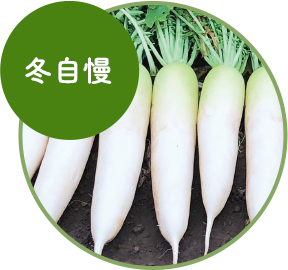 冬自慢