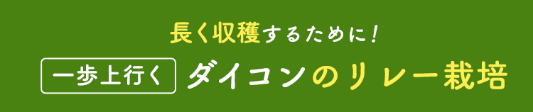 長く収穫するために！一歩上行くダイコンのリレー栽培