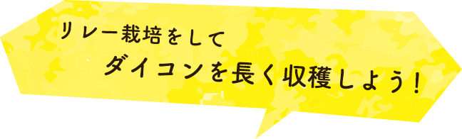 リレー栽培をしてダイコンを長く収穫しよう!