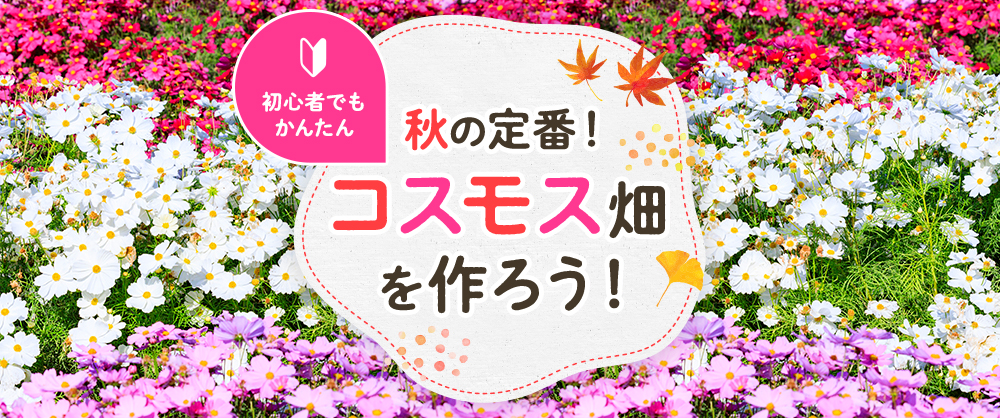 秋の定番！コスモス畑を作ろう！