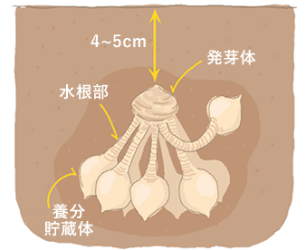 植え付け