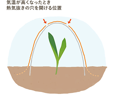 発芽後の管理