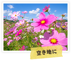 空き地に