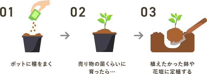 一般的な種まきのプロセス 1.ポットに種をまく 2.売り物くらいの苗に育ったら・・・ 3.植えたかった鉢や花壇に定植する