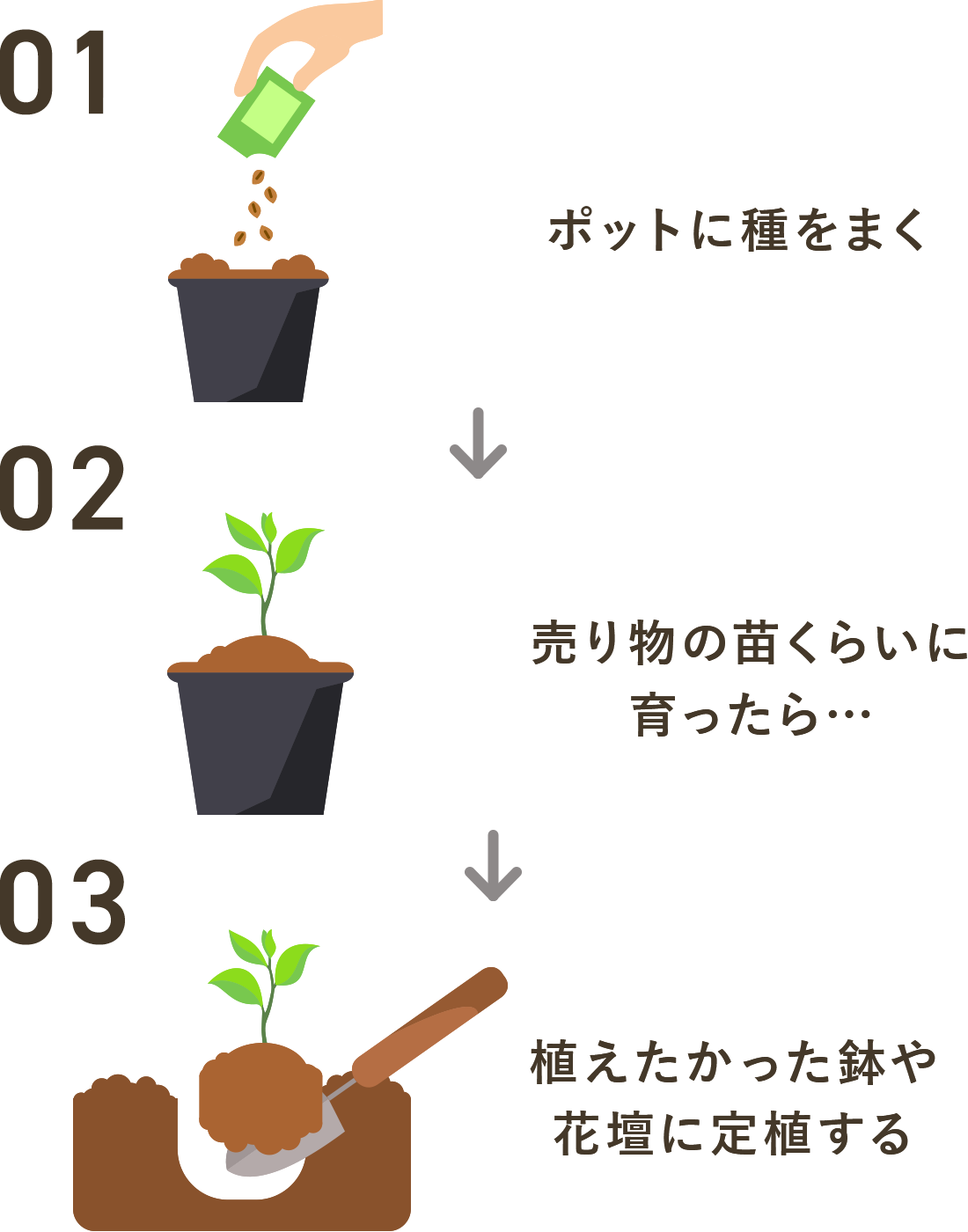 一般的な種まきのプロセス 1.ポットに種をまく 2.売り物くらいの苗に育ったら・・・ 3.植えたかった鉢や花壇に定植する