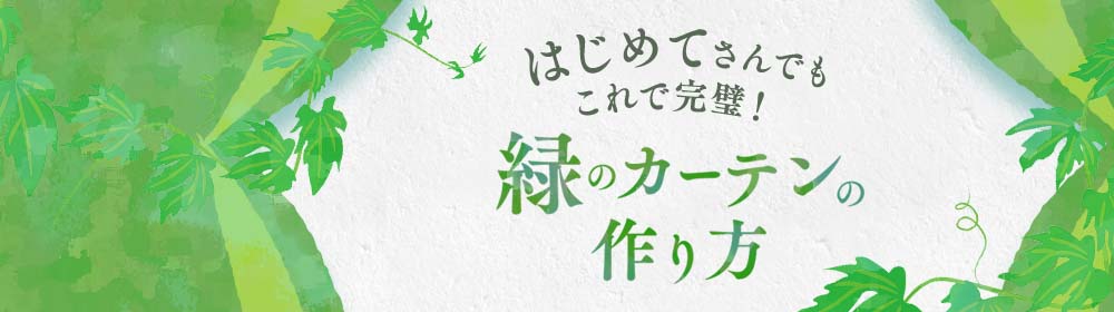 はじめてさんでもこれで完璧！緑のカーテンの作り方
