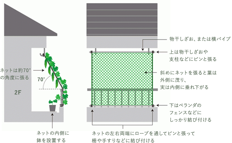ネットは約70°の角度に張る ネットの内側に鉢を設置する 上は物干しざおや支柱などにピンと張る 斜めにネットを張ると葉は外側に茂り、実は内側に垂れ下がる 下はベランダのフェンスなどにしっかり結び付ける ネットの左右両端にロープを通してピンと張って
            柵や手すりなどに結び付ける