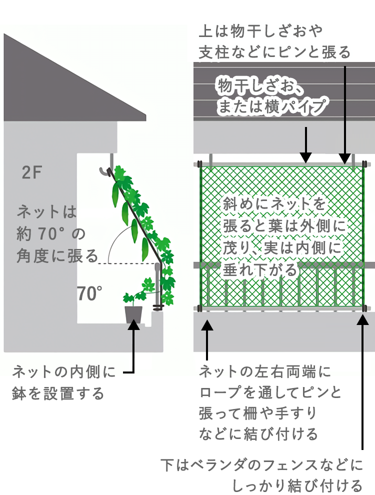 ネットは約70°の角度に張る ネットの内側に鉢を設置する 上は物干しざおや支柱などにピンと張る 斜めにネットを張ると葉は外側に茂り、実は内側に垂れ下がる 下はベランダのフェンスなどにしっかり結び付ける ネットの左右両端にロープを通してピンと張って
            柵や手すりなどに結び付ける