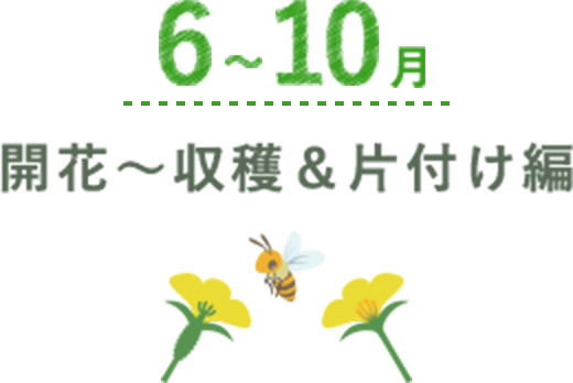 6月～10月 開花～収穫＆片付け編