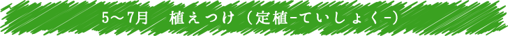5～7月　植え付け（定植-ていしょく-）