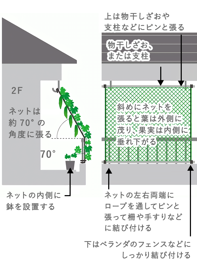 ネットは約70°の角度に張る ネットの内側に鉢を設置する 上は物干しざおや支柱などにピンと張る 斜めにネットを張ると葉は外側に茂り、果実は内側に垂れ下がる 下はベランダのフェンスなどにしっかり結び付ける ネットの左右両端にロープを通してピンと張って
            柵や手すりなどに結び付ける