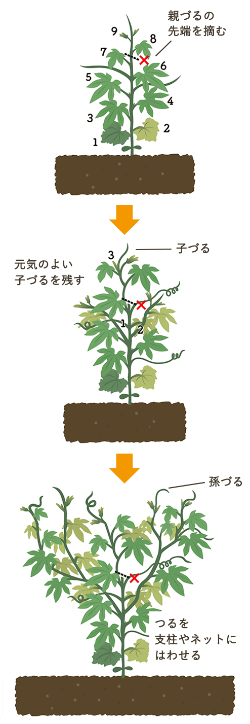 親づるの先端を摘む　元気のよい子づるを残す　つるを支柱やネットにはわせる