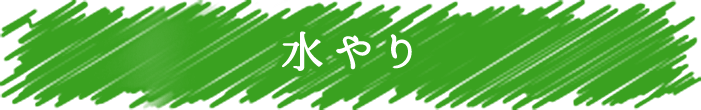 水やり