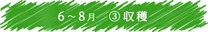 6～8月　③ 収穫