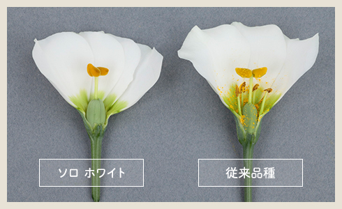 切り花を生産、出荷される方へ