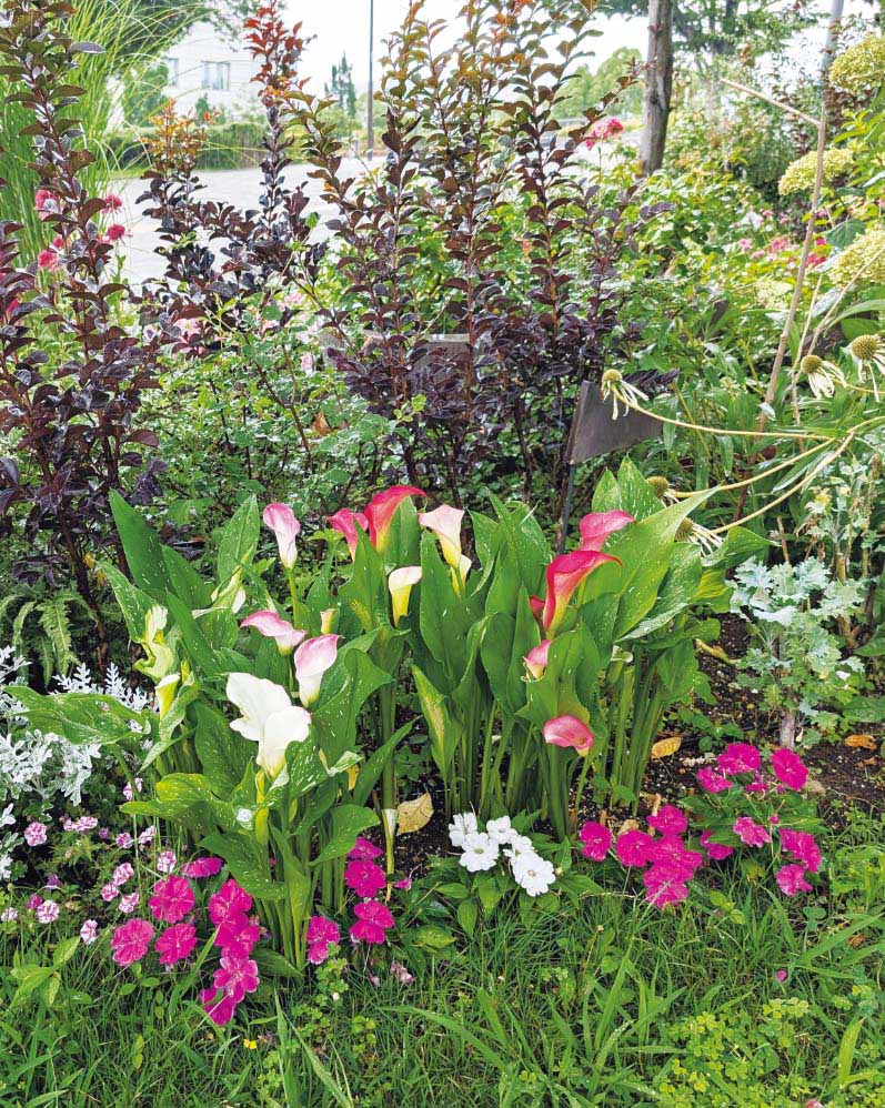 カラー「キャピテイン」の組み合わせ花壇の写真。植栽されている草花：カラー キャピテイン チェリオ／マレロ／ハリウッド、サンパティオ&reg; ホワイト、サンパティオ&reg;パープル（ver.2）、シロタエギク、サルビア ブラックパール、ユキヤナギ。撮影日：2024年7月12日