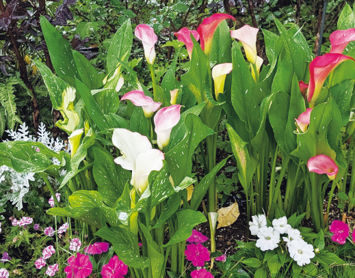 カラー「キャピテイン」の組み合わせ花壇の写真。植栽されている草花：カラー キャピテイン チェリオ／マレロ／ハリウッド、サンパティオ&reg; ホワイト、サンパティオ&reg;パープル（ver.2）、シロタエギク、サルビア ブラックパール、ユキヤナギ。撮影日：2024年7月12日