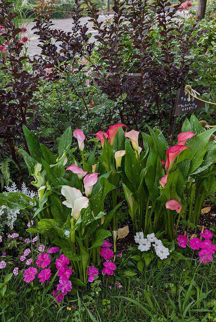 カラー「キャピテイン」の組み合わせ花壇の写真。植栽されている草花：カラー キャピテイン チェリオ／マレロ／ハリウッド、サンパティオ&reg; ホワイト、サンパティオ&reg;パープル（ver.2）、シロタエギク、サルビア ブラックパール、ユキヤナギ。撮影日：2024年7月12日