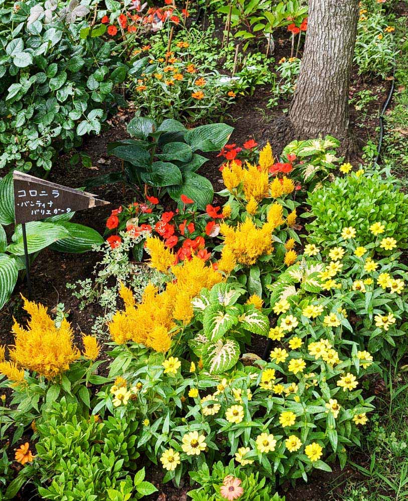 ケイトウ「フランマ」の組み合わせ花壇の写真。植栽されている草花：ケイトウ フランマ ゴールデン、ジニア プロフュージョン レモン／オレンジ、コリウス ハイウェイ ホワイト、サンパティオ&reg; オレンジ、オステオスペルマム。撮影日：2024年7月5日