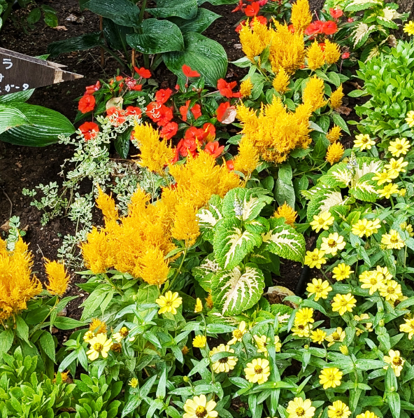 ケイトウ「フランマ」の組み合わせ花壇の写真。植栽されている草花：ケイトウ フランマ ゴールデン、ジニア プロフュージョン レモン／オレンジ、コリウス ハイウェイ ホワイト、サンパティオ&reg; オレンジ、オステオスペルマム。撮影日：2024年7月5日