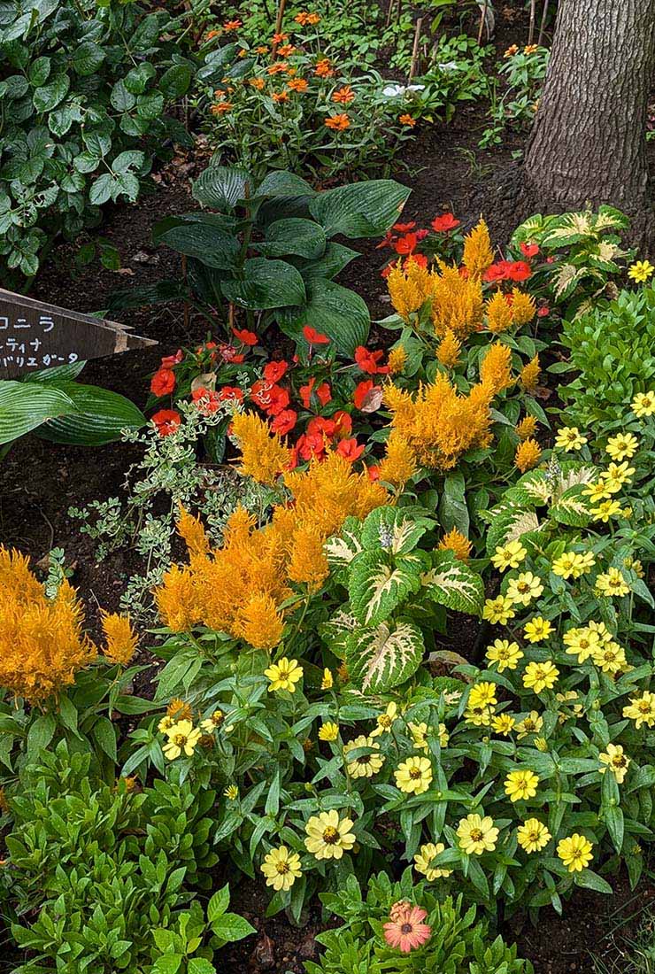 ケイトウ「フランマ」の組み合わせ花壇の写真。植栽されている草花：ケイトウ フランマ ゴールデン、ジニア プロフュージョン レモン／オレンジ、コリウス ハイウェイ ホワイト、サンパティオ&reg; オレンジ、オステオスペルマム。撮影日：2024年7月5日
