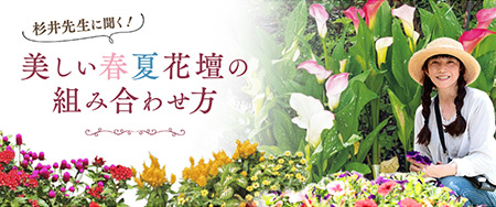 杉井先生に聞く！美しい春夏花壇の組み合わせ方