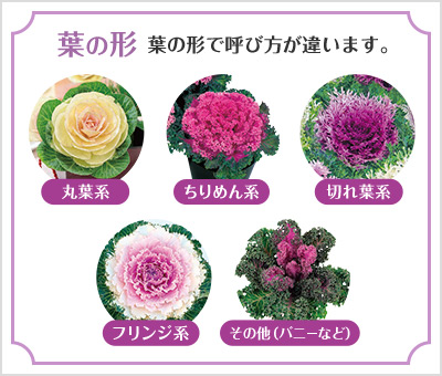 葉の形で呼び方が違います。丸葉系 ちりめん系 切れ葉系 フリンジ系 その他（バニーなど）