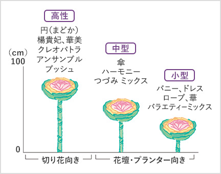 草丈ごとの品種分布図 切り花向き 高性：円（まどか） 楊貴妃、華美 クレオパトラ アンサンブル ブッシュ 花壇・プランター向き 中型：傘 ハーモニー つづみ ミックス 小型：バニー、ドレス ローブ、華 バラエティーミックス