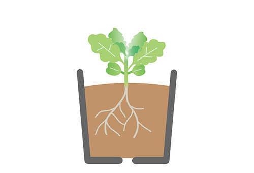 本葉が2～4枚になったら1株ずつに植え替え（鉢上げ）