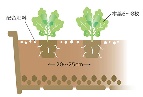 本葉が6～8枚になったら20～25cm間隔で植え替え 配合肥料も置き肥にする