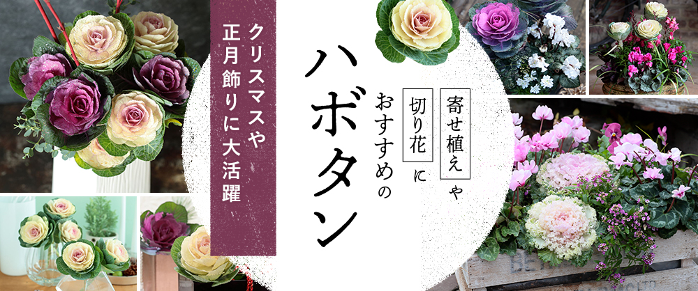夏には準備開始！ハボタンの葉の形・草丈・育て方を知って冬のガーデニングを楽しもう