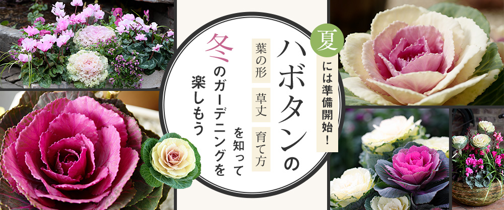 夏には準備開始！ハボタンの葉の形・草丈・育て方を知って冬のガーデニングを楽しもう